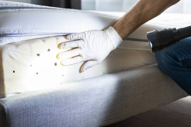 Best Flea Control Services  in Old Westbury, NY